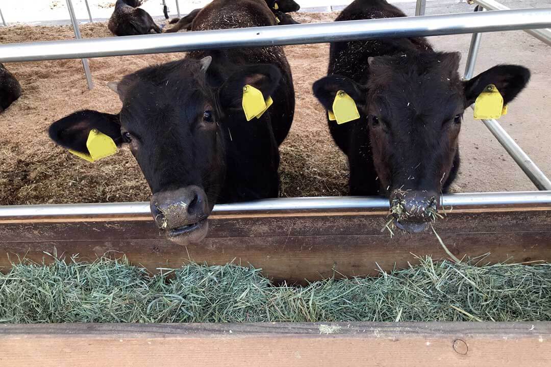 合同会社さきがけ さきがけ牧場和牛飼育スタッフ〔女性活躍中/高時給・高収入〕画像