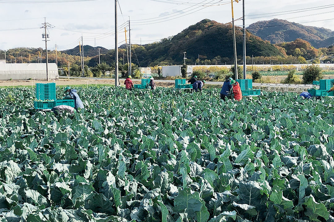 株式会社I Loveファーム 笠岡運搬作業〔収穫〕画像|M