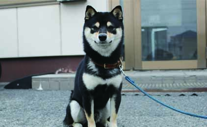 株式会社グローバルセキュリティイベント･交通警備〔日払い･週払い可〕画像|S