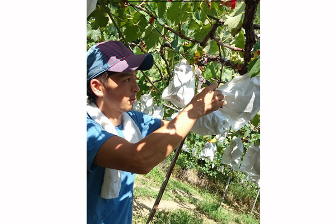 おか松屋ぶどう農園での軽作業〔短期〕画像|M